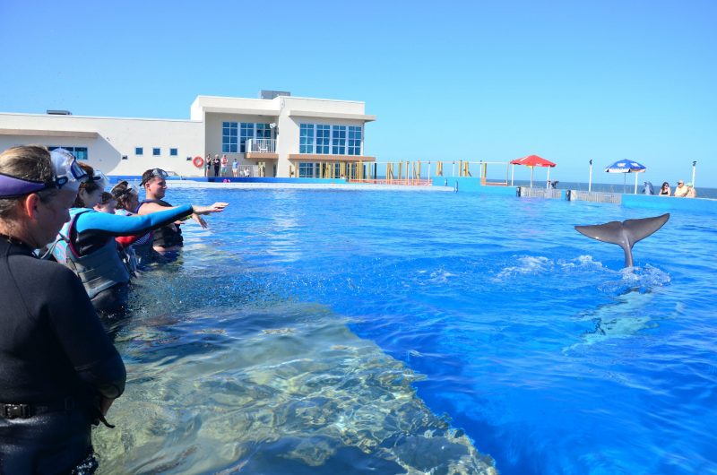 St Augustine Dolphin Facility