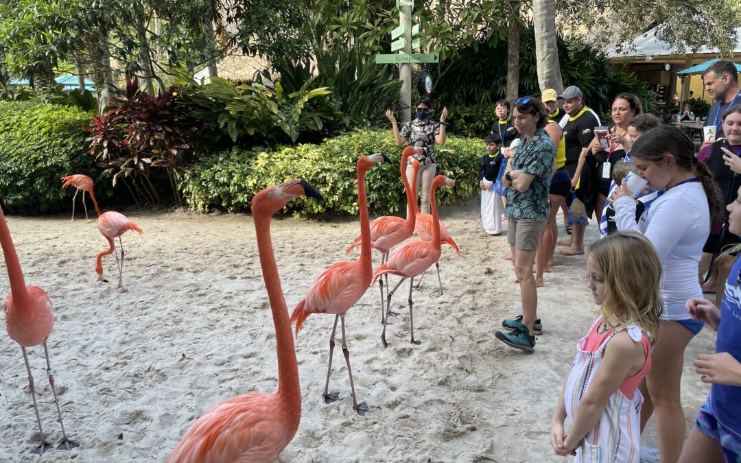 Mingle with Flamingos
