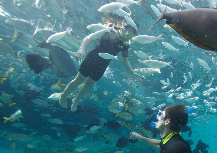 Open Your Eyes to Paradise: Discovery Cove Orlando’s Activities and Extra Add-Ons